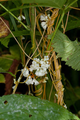 Cuscuta gronovii #5